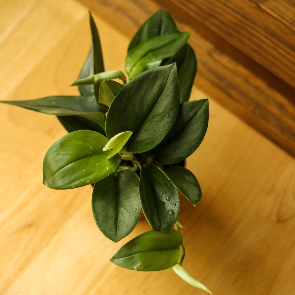 silver moonlight pothos Scindapsus TREUBII MOONLIGHT