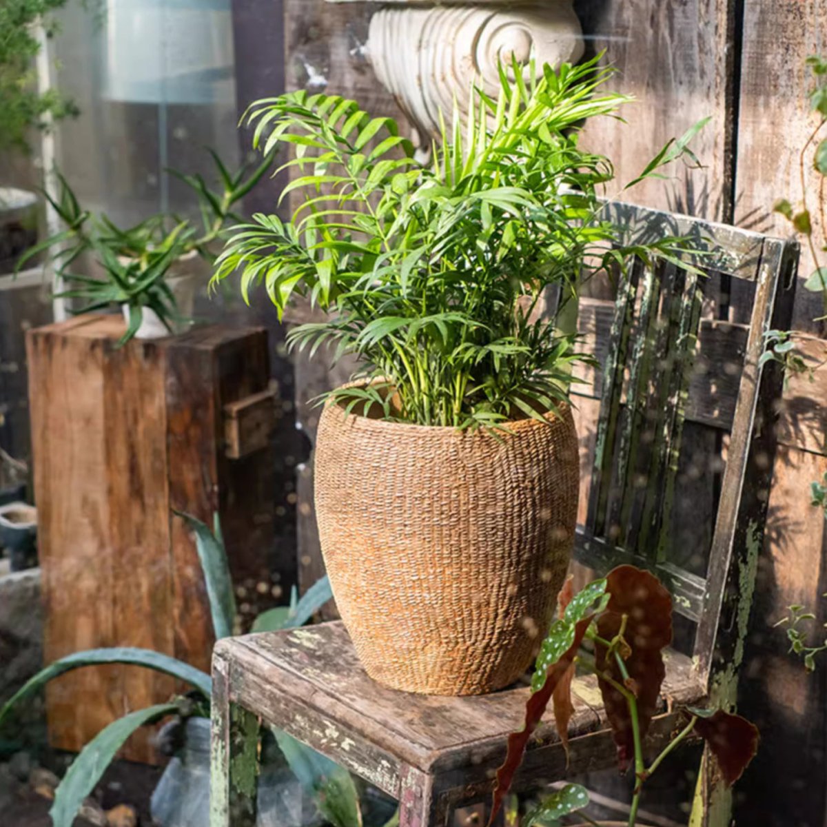 Seagrass Style Cement Planter - Ed's Plant Shop