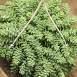 Sedum Morganianum - Burro’s Tail Cactus Hanging Basket - Ed's Plant Shop