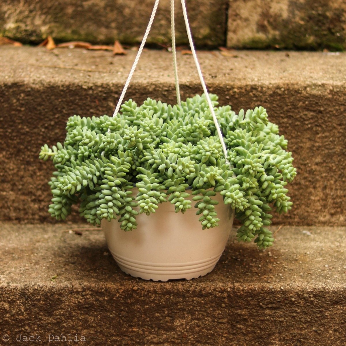 Sedum Morganianum - Burro’s Tail Cactus Hanging Basket - Ed's Plant Shop