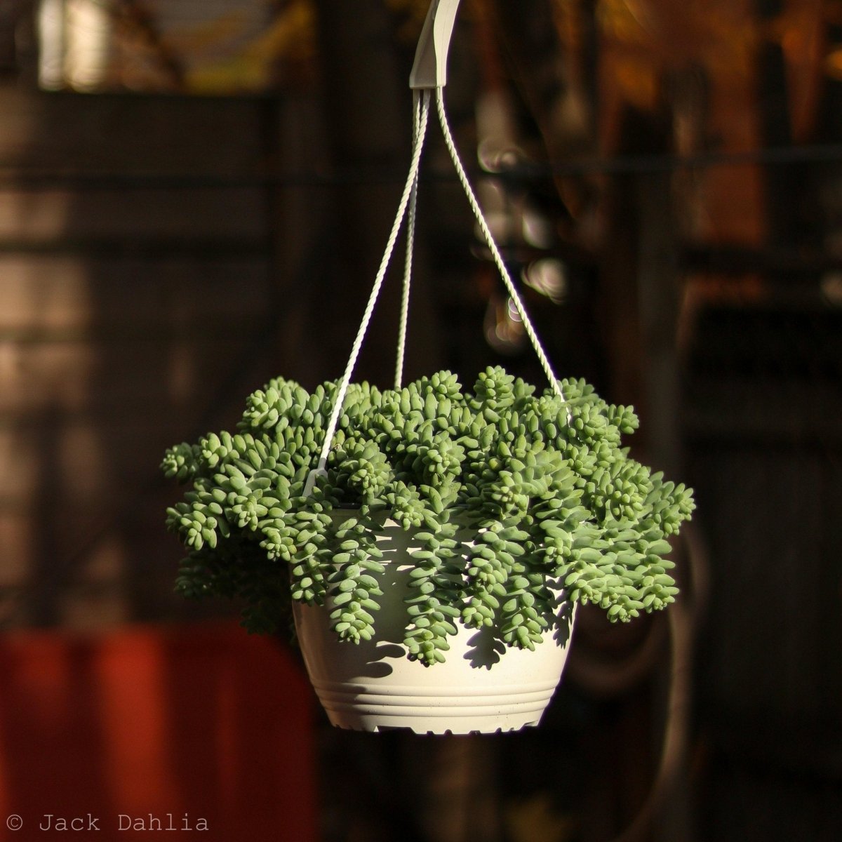 hanging sedum plant 6'' Hanging basket