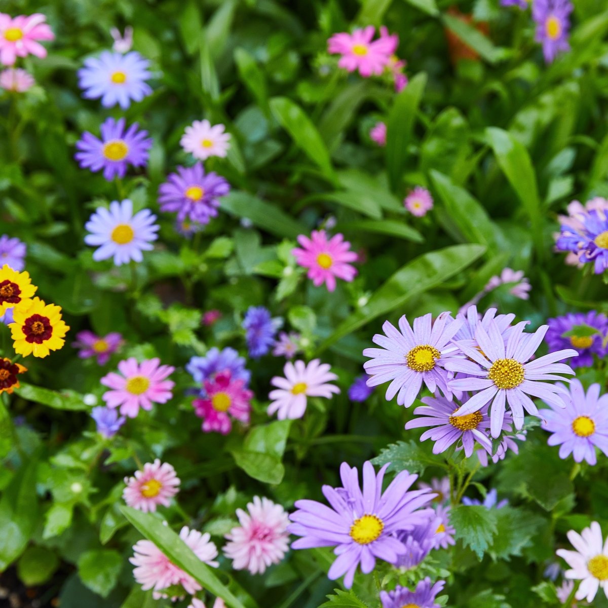 Asket and coreopsis up closer