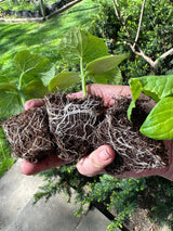 Seedling & Propagation Mix - Ed's Plant Shop
