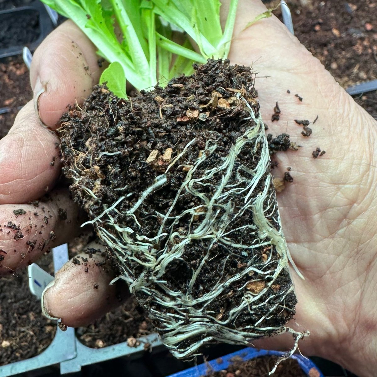 Seedling & Propagation Mix - Ed's Plant Shop