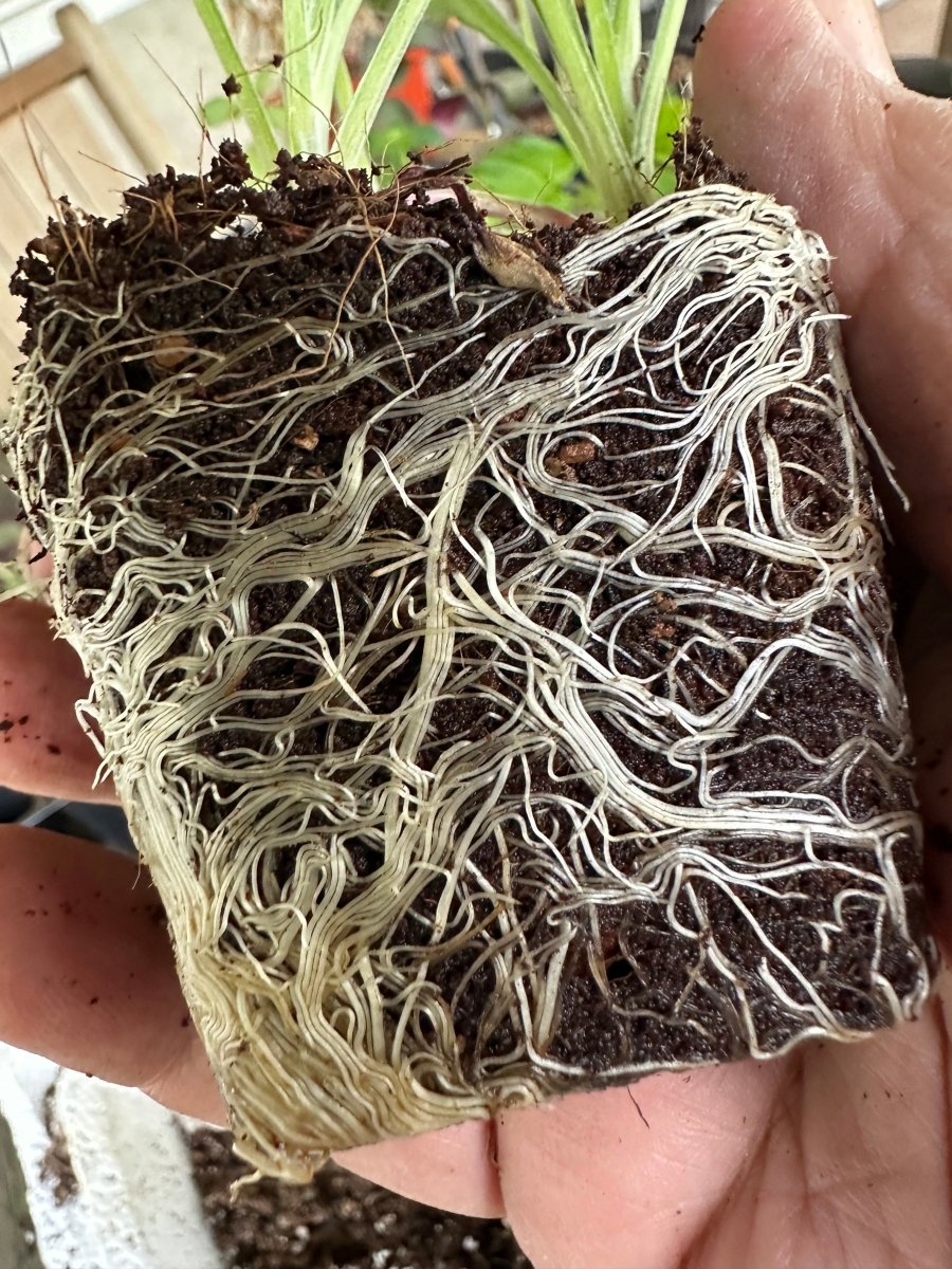 Seedling & Propagation Mix - Ed's Plant Shop