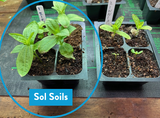 Seedling & Propagation Mix - Ed's Plant Shop