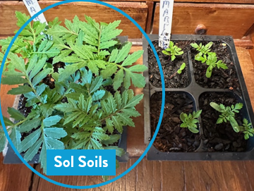 Seedling & Propagation Mix - Ed's Plant Shop
