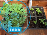 Seedling & Propagation Mix - Ed's Plant Shop