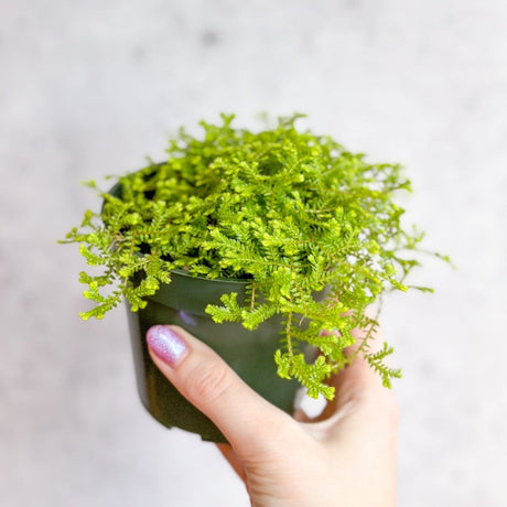 Selaginella kraussiana ‘Aurea’ - Golden Clubmoss - Ed's Plant Shop