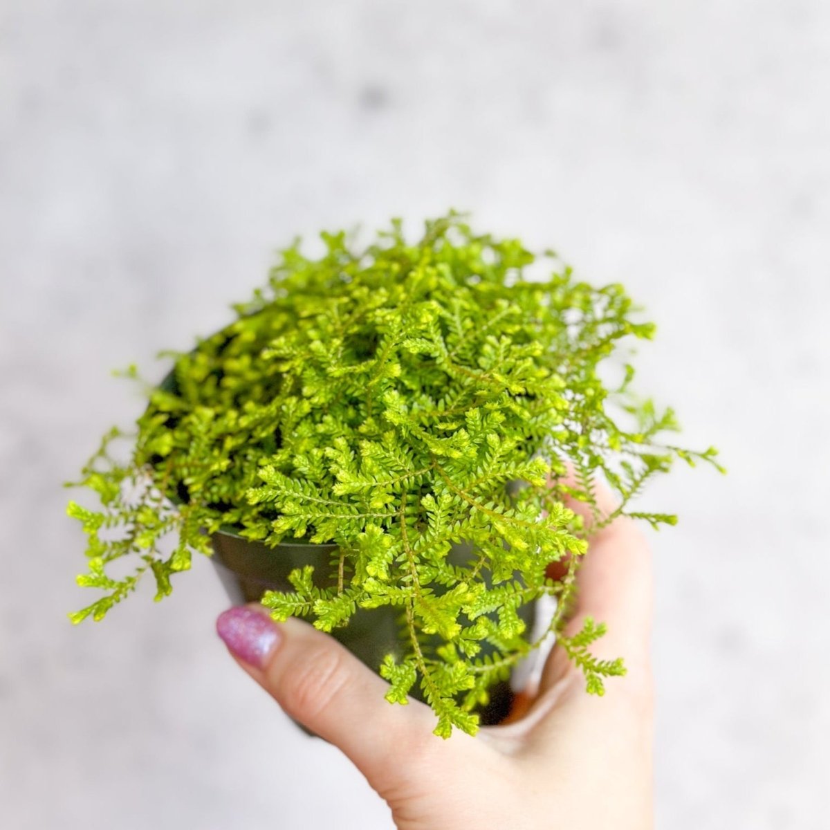 Selaginella kraussiana ‘Aurea’ - Golden Clubmoss - Ed's Plant Shop