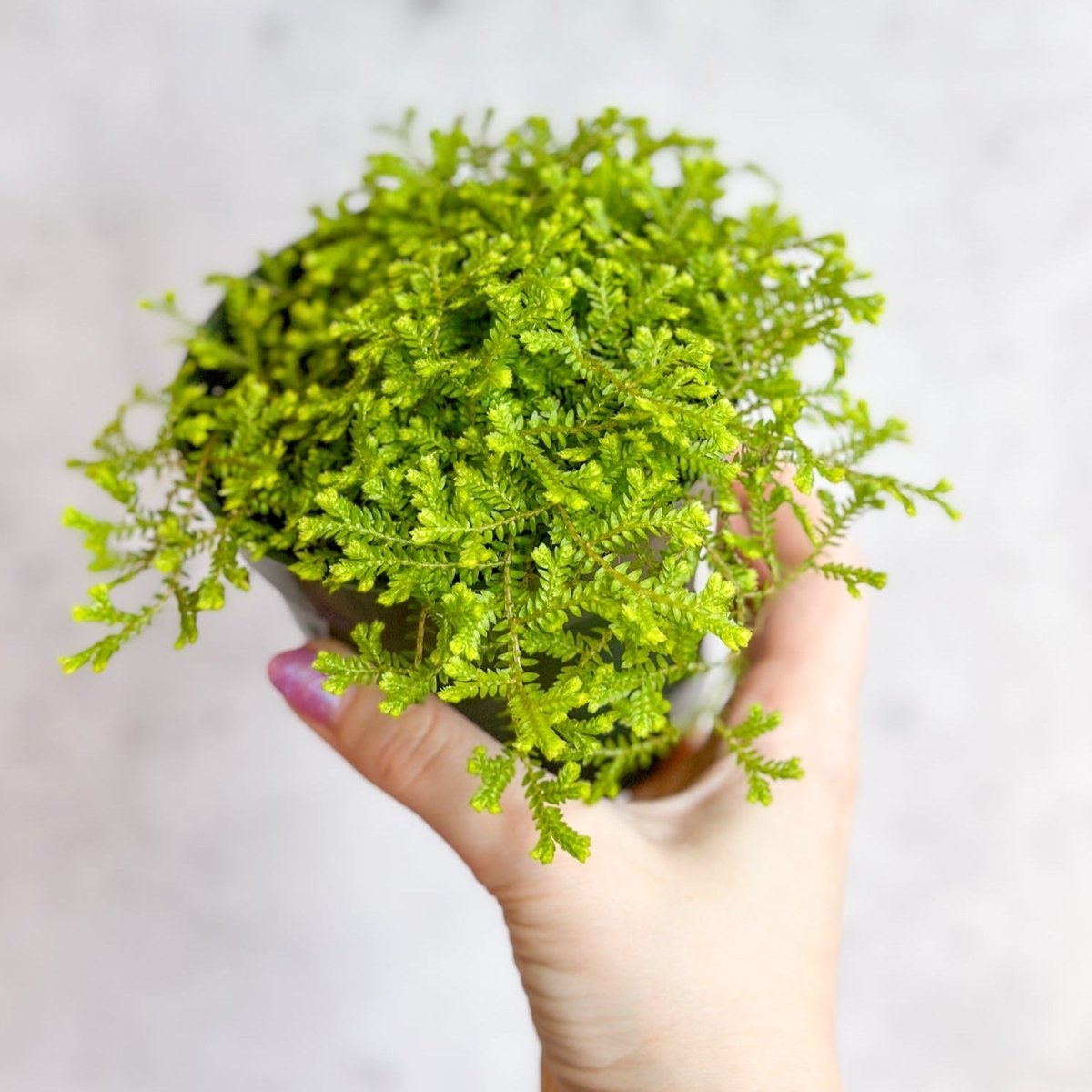 golden moss succulent Golden Clubmoss (Selaginella kraussiana 'Aurea')