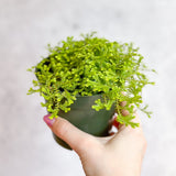 golden moss indoor plant Golden Clubmoss (Selaginella kraussiana 'Aurea')