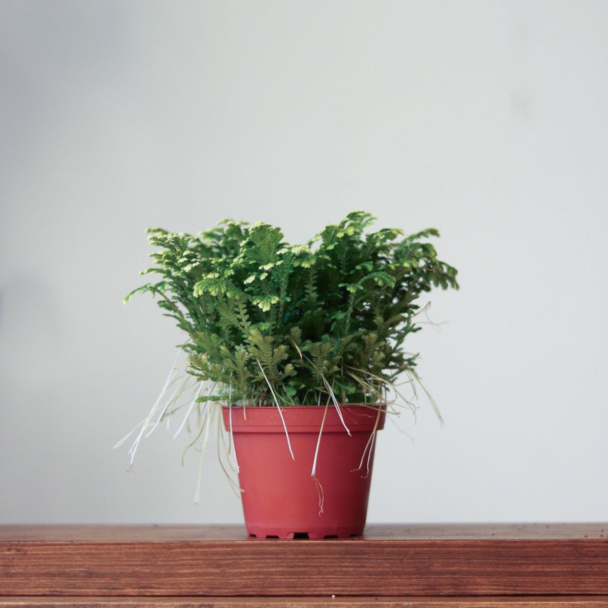 Selaginella Kraussiana 'Frosty Fern' - Various Sizes