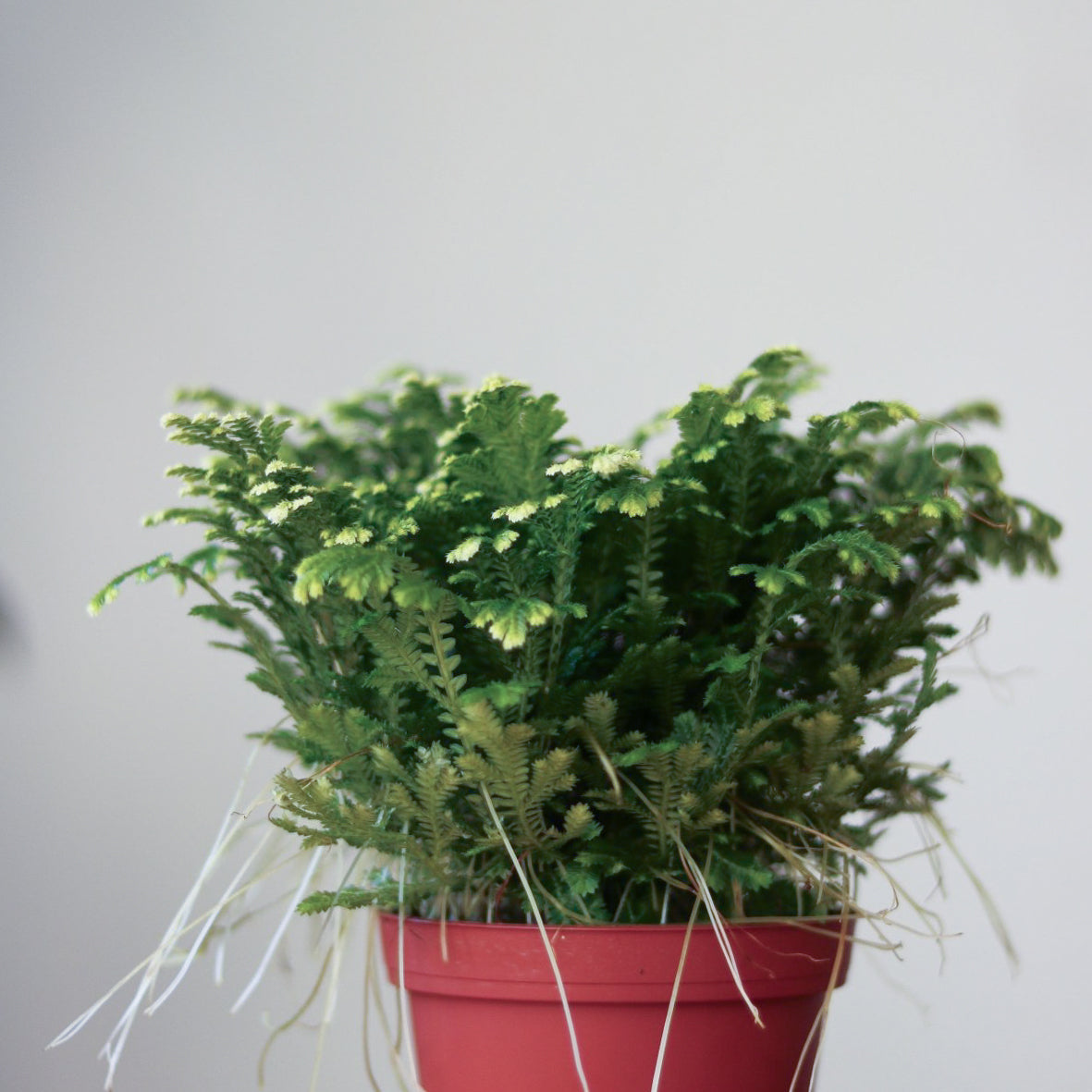 Selaginella Kraussiana 'Frosty Fern' - Various Sizes