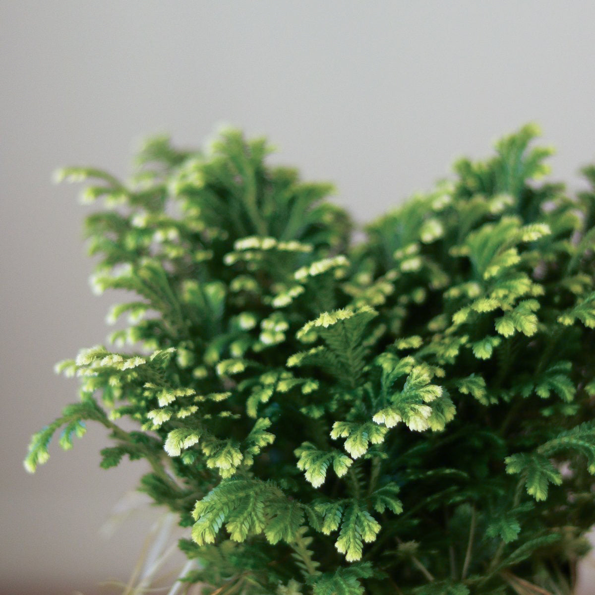 Selaginella Kraussiana 'Frosty Fern' - Various Sizes