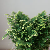 Selaginella Kraussiana 'Frosty Fern' - Various Sizes - Ed's Plant Shop