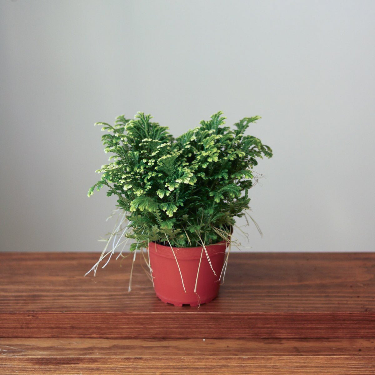 Selaginella Kraussiana 'Frosty Fern' - Various Sizes - Ed's Plant Shop