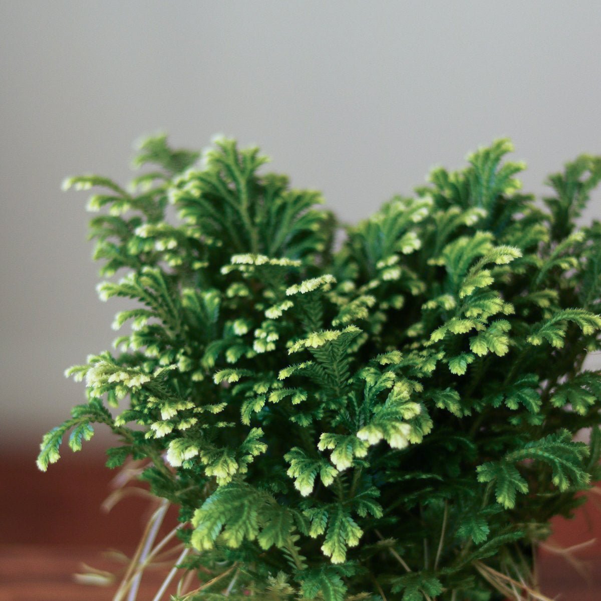 Selaginella Kraussiana 'Frosty Fern' - Various Sizes - Ed's Plant Shop