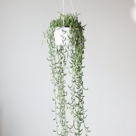 Senecio Radicans Glauca 'String of Fish Hooks' - 6 Inch Hanging Basket - Ed's Plant Shop