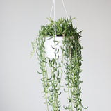 Senecio Radicans Glauca 'String of Fish Hooks' - 6 Inch Hanging Basket - Ed's Plant Shop