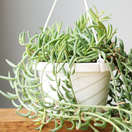 Senecio Radicans Glauca 'String of Fish Hooks' - 6 Inch Hanging Basket - Ed's Plant Shop