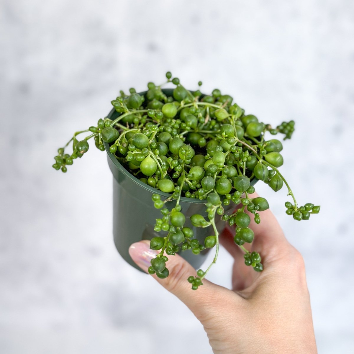 string of pearls pot plant Senecio rowleyanus 'String of Pearls'