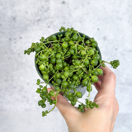 Senecio Rowleyanus 'String of Pearls' - Ed's Plant Shop