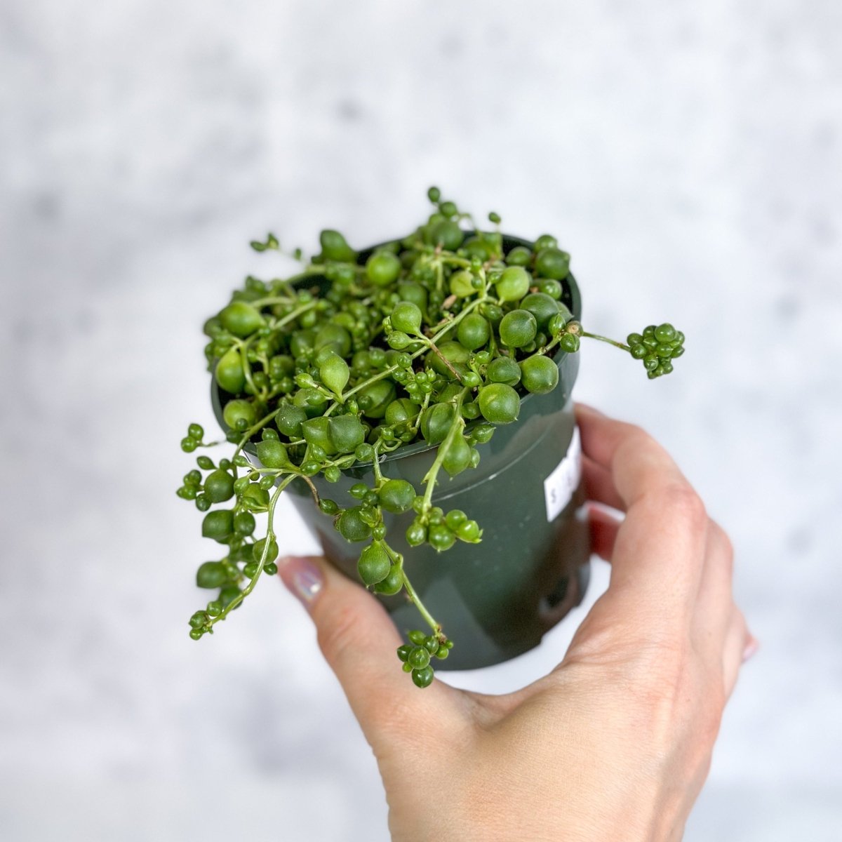 Senecio Rowleyanus 'String of Pearls' - Ed's Plant Shop