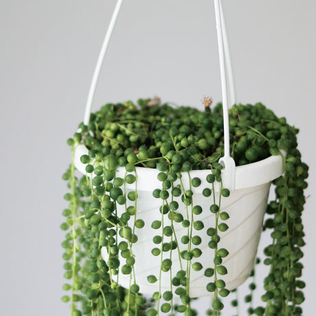 Senecio Rowleyanus 'String of Pearls' Hanging Basket