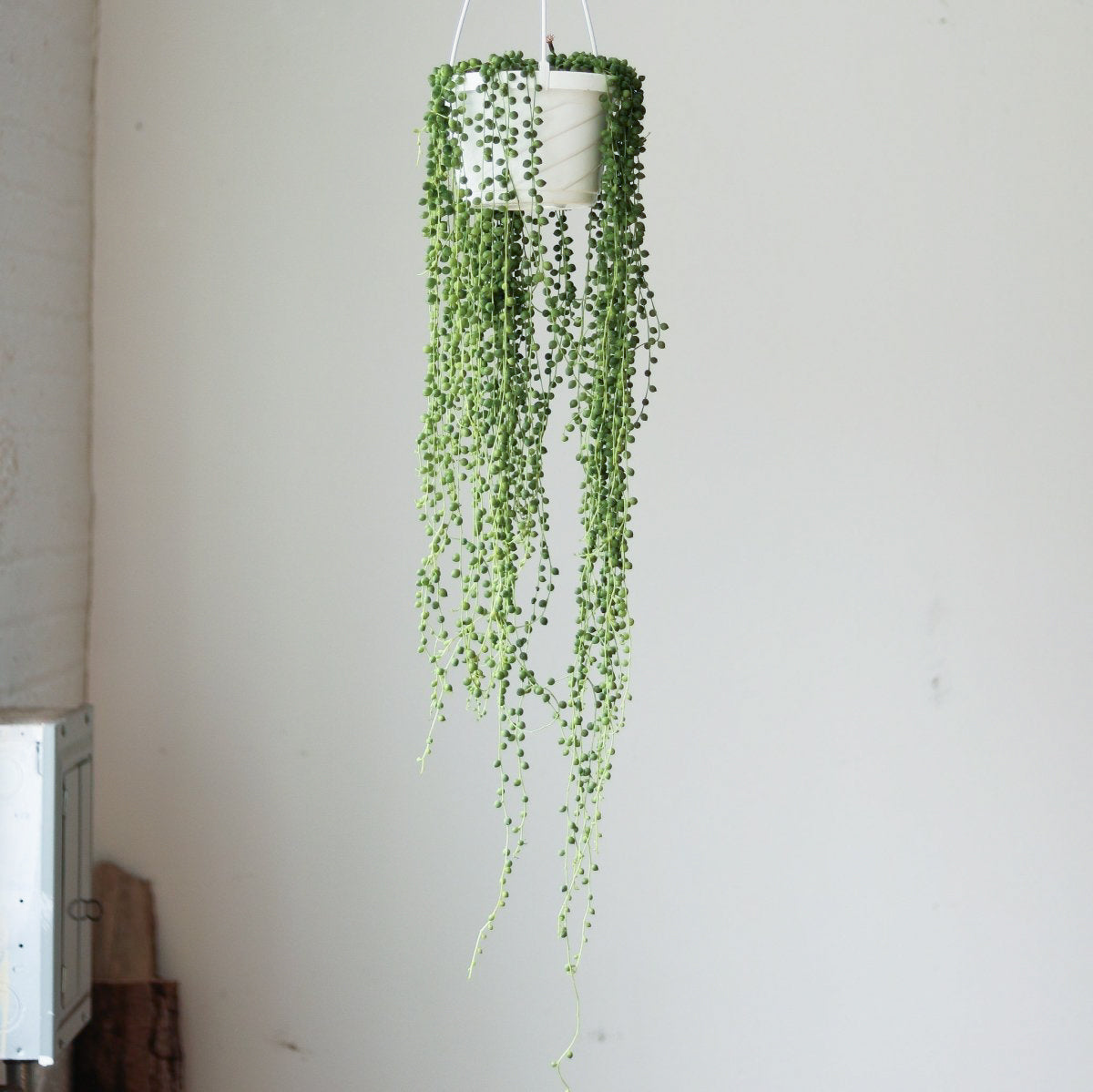 Senecio Rowleyanus 'String of Pearls' Hanging Basket