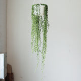 Senecio Rowleyanus 'String of Pearls' Hanging Basket