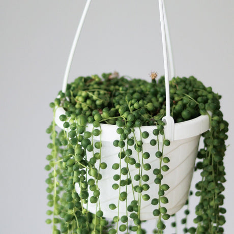 Senecio Rowleyanus 'String of Pearls' - Hanging Basket - Ed's Plant Shop