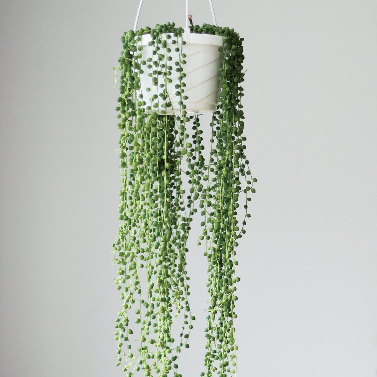 hanging indoor plant string of pearls Senecio Rowleyanus 'String of Pearls'