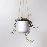 Signature Stone Hanging Planter Pot 4.75 Inch - Ed's Plant Shop