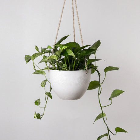 Signature Stone Hanging Planter Pot 8 Inch - Ed's Plant Shop