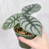 Silver Dragon Alocasia - Alocasia 'Silver Dragon' - 4.5 Inch - Ed's Plant Shop