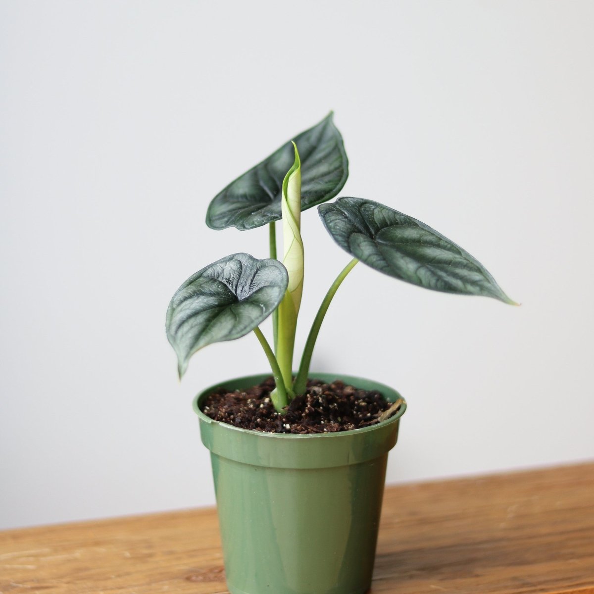 Silver Dragon Alocasia - Alocasia 'Silver Dragon' - 4.5 Inch - Ed's Plant Shop