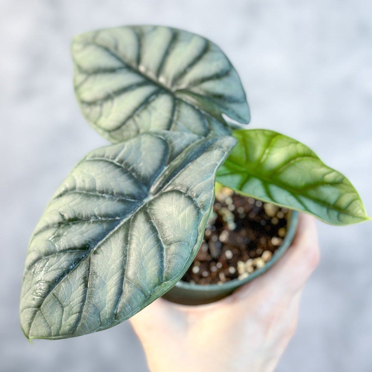 Bébé Alocasia Silver Dragon (Elephant Ear) - Plante D'intérieur Baginda - Plante à