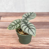 Silver Dragon Alocasia - Alocasia 'Silver Dragon' - 4.5 Inch - Ed's Plant Shop