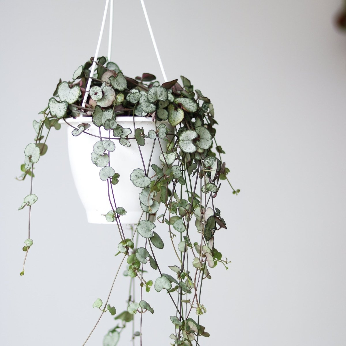 string of hearts plant indoor Silver Glory String of Hearts