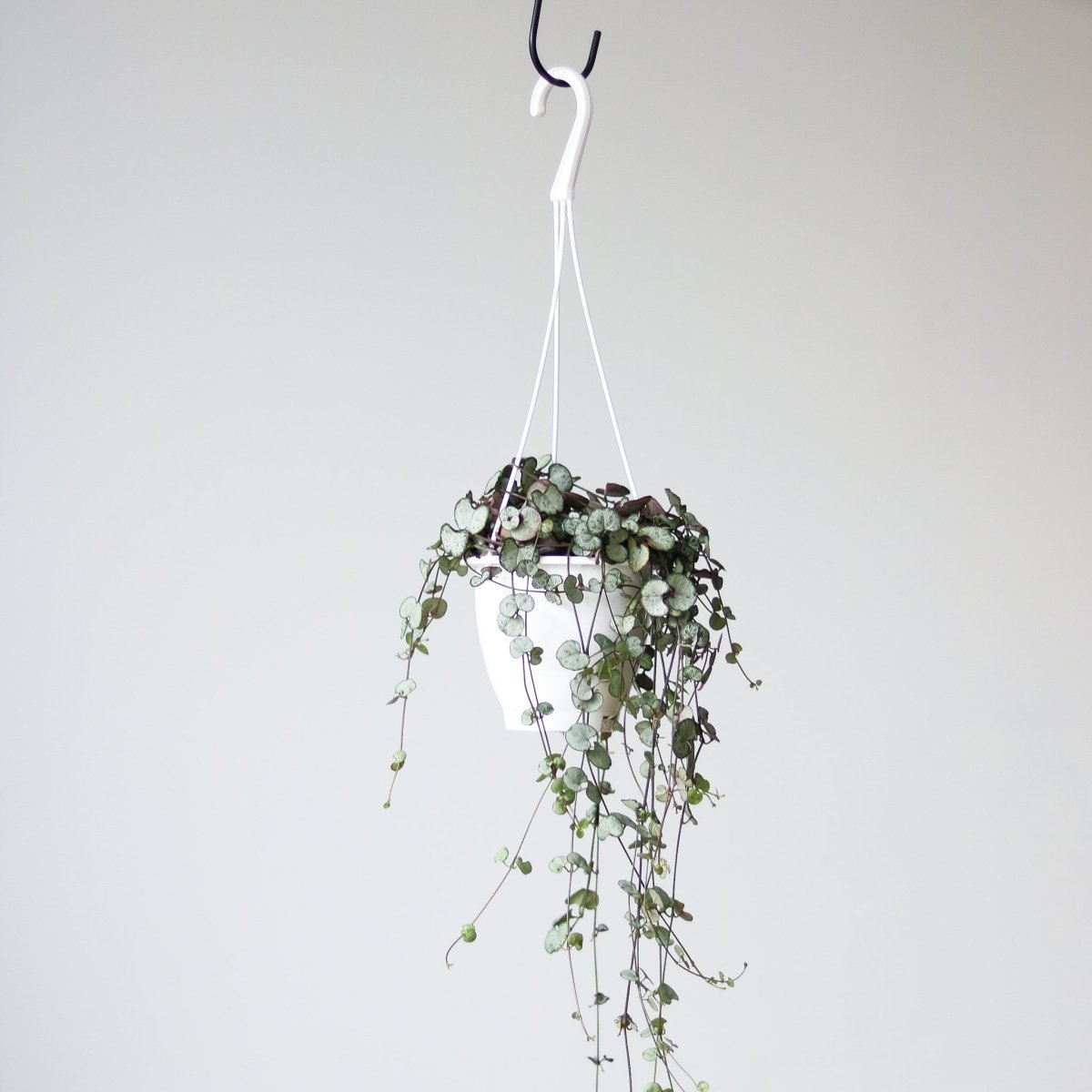chain of hearts hanging plant Silver Glory String of Hearts