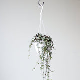 Silver Glory String of Hearts - Ceropegia linearis woodii - Ed's Plant Shop