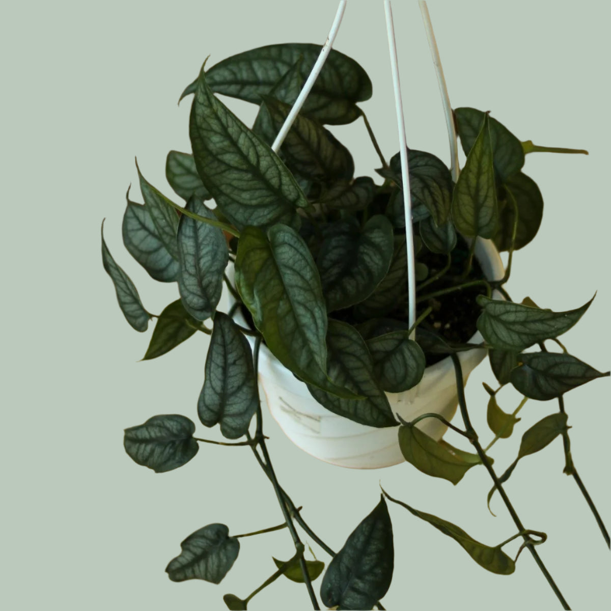 Monstera Siltepecana: Strong Vining Trailing Plant – Ed's Plant Shop