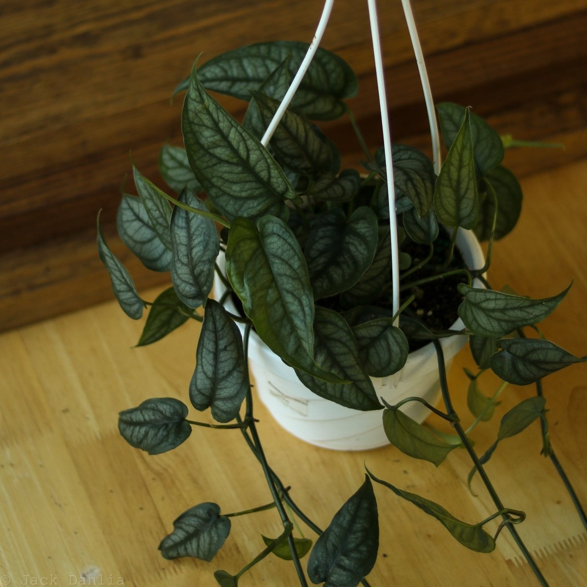 Silver Monstera - Monstera siltepecana - Various Hanging Basket Sizes - Ed's Plant Shop