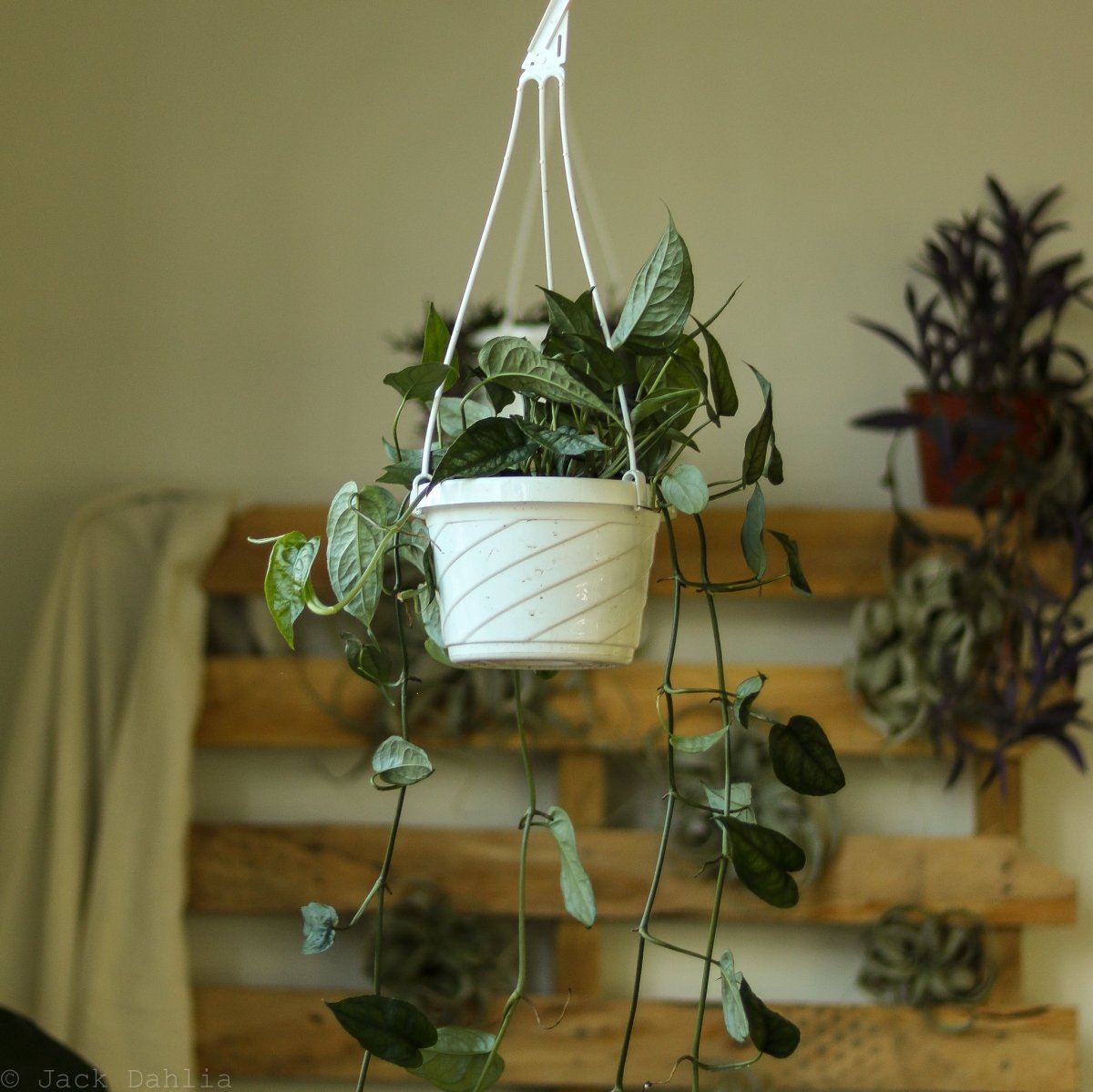 silver trailing plants for hanging baskets Monstera Siltepecana: Strong Vining Trailing Plant – Ed's Plant Shop