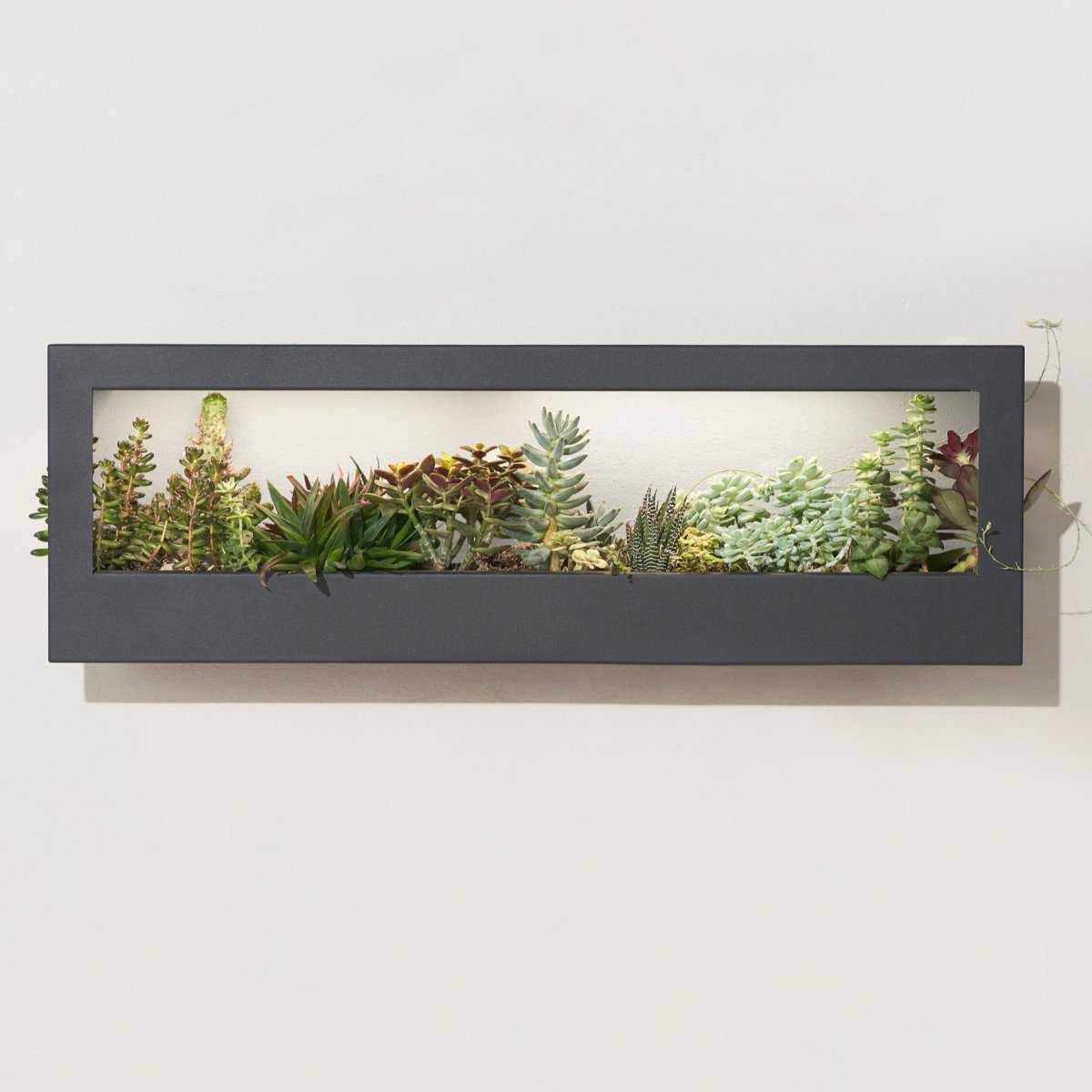 Smart Landscape Grow Frame *ONLINE ONLY* - Ed's Plant Shop