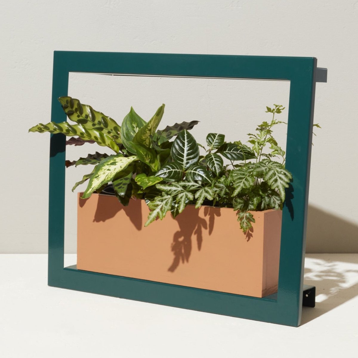 Smart Standard Growframe *ONLINE ONLY* - Ed's Plant Shop