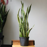 Snake Plant - Sansevieria trifasciata ‘Laurentii’ Floor Plant - 10 Inch - Ed's Plant Shop