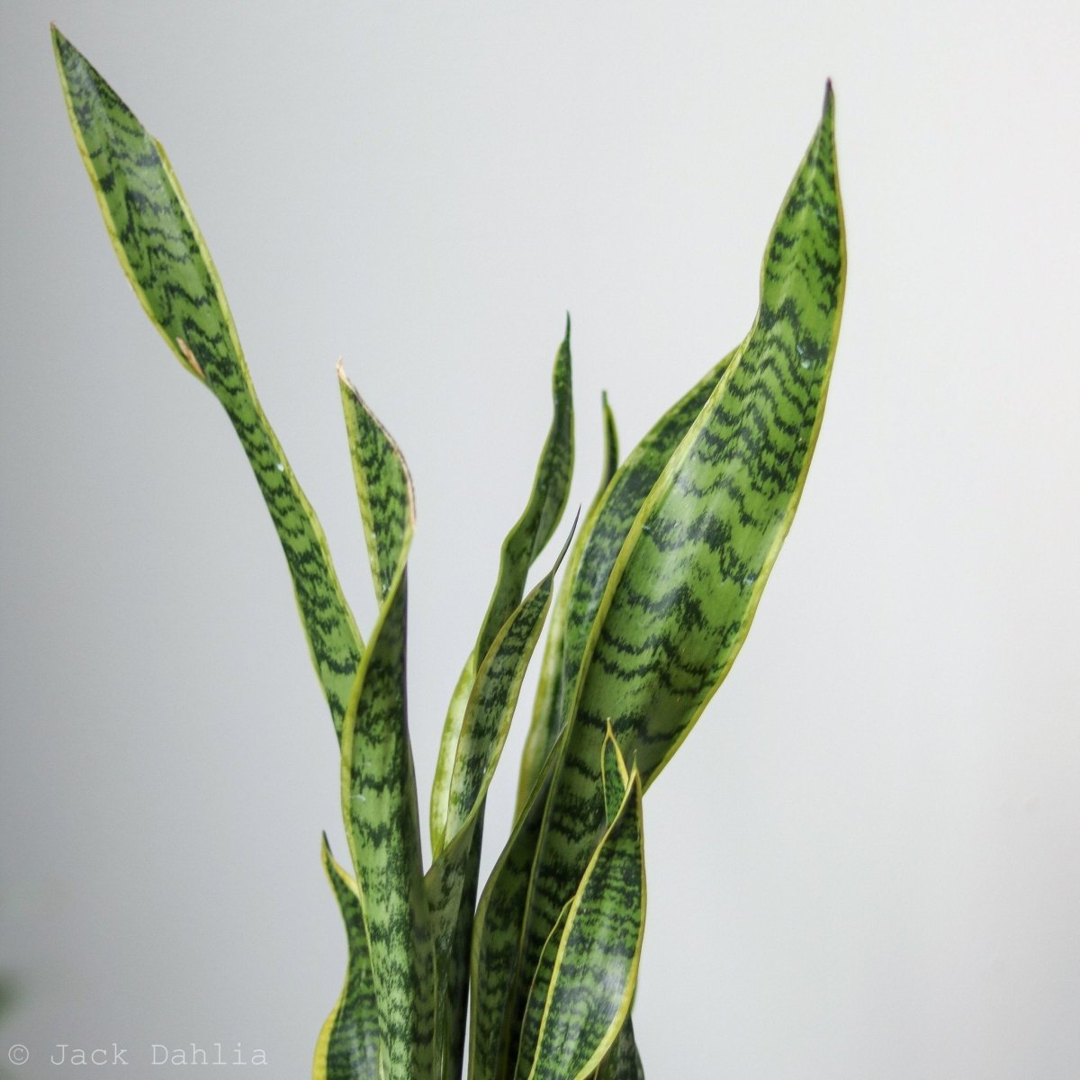 Snake Plant - Sansevieria trifasciata ‘Laurentii’ Floor Plant - 10 Inch - Ed's Plant Shop