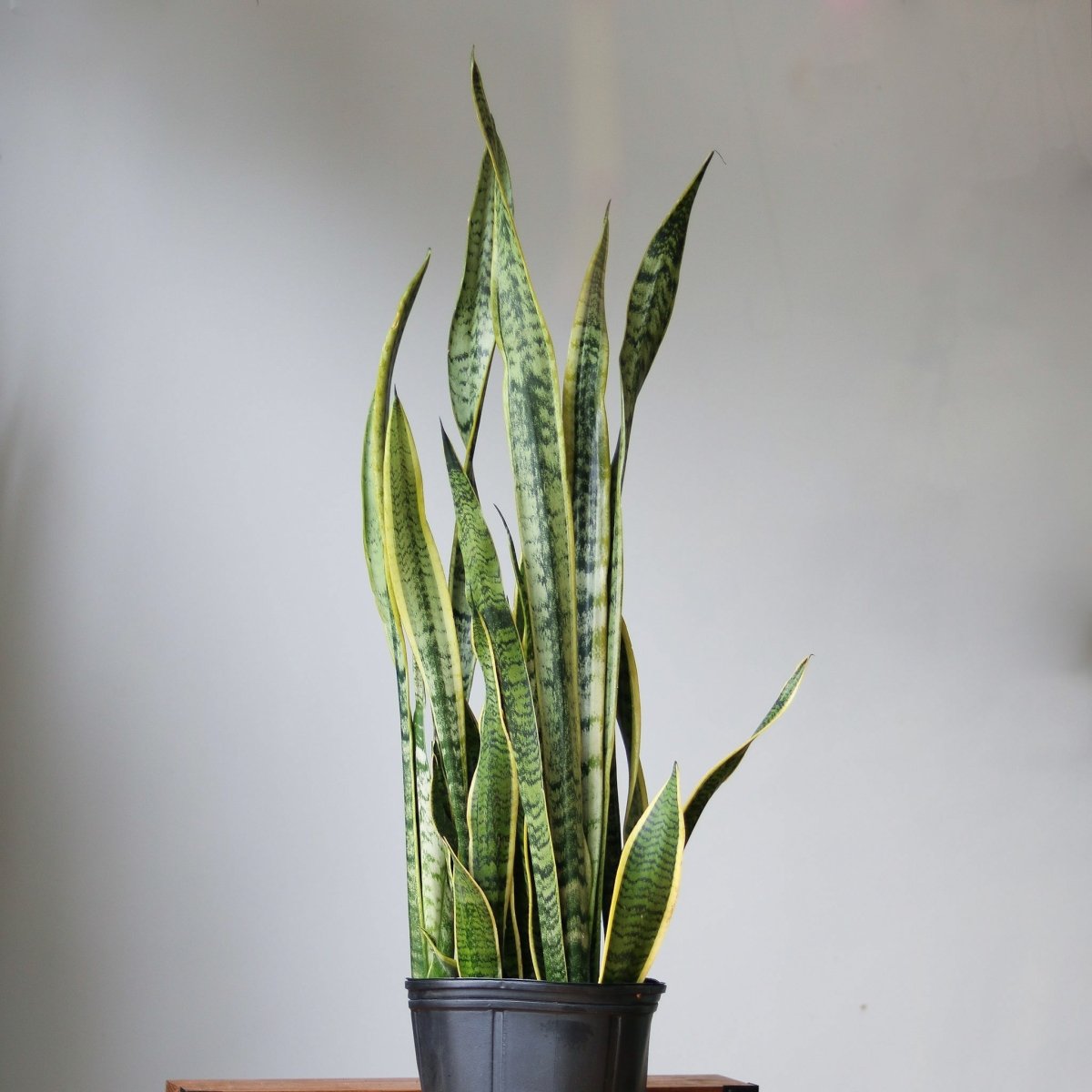 Snake Plant - Sansevieria trifasciata ‘Laurentii’ Floor Plant - 10 Inch - Ed's Plant Shop